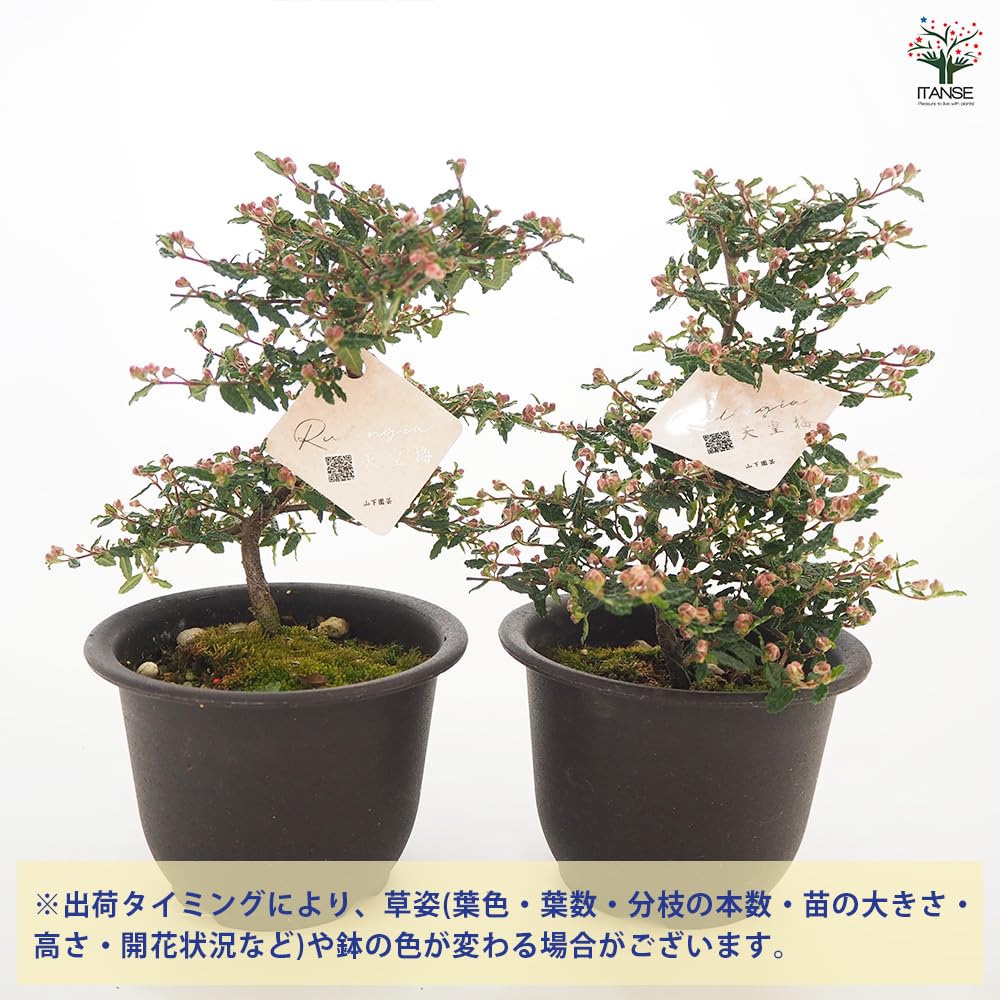 超特大古木　天皇梅　観葉植物 グレー鉢 約70cm 超特大古木 天皇梅 観葉植物 グレー鉢 約70cm